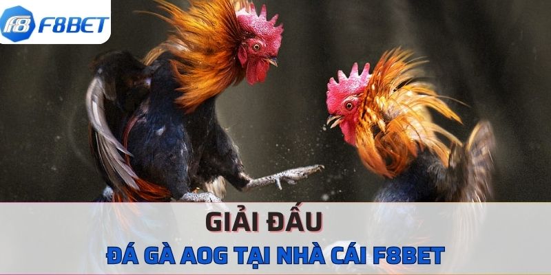 Các giải đấu đá gà AOG tại nhà cái F8BET