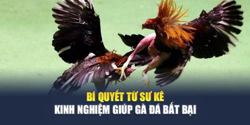 Bí Quyết Từ Sư Kê Kinh Nghiệm Giúp Gà Đá Bất Bại