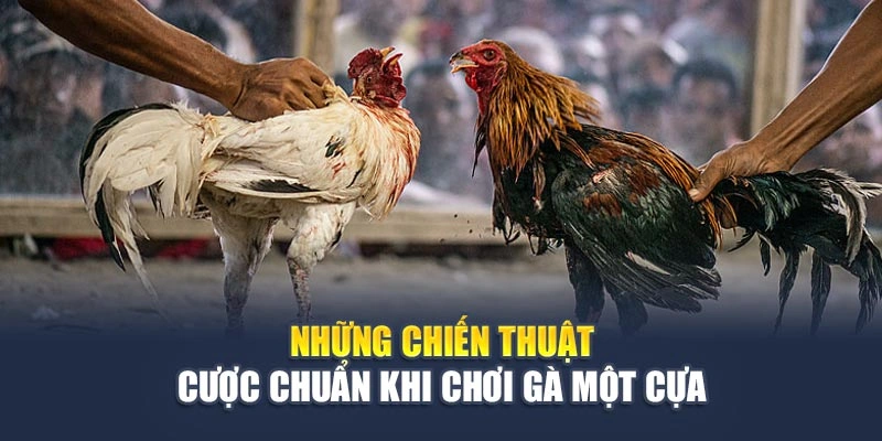 Những chiến thuật cược chuẩn khi chơi gà một cựa